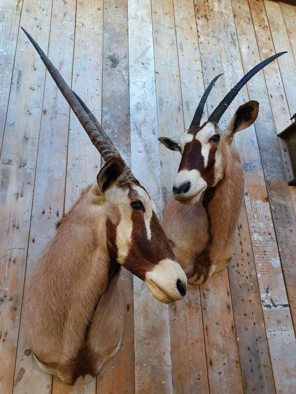 opgezette oryx